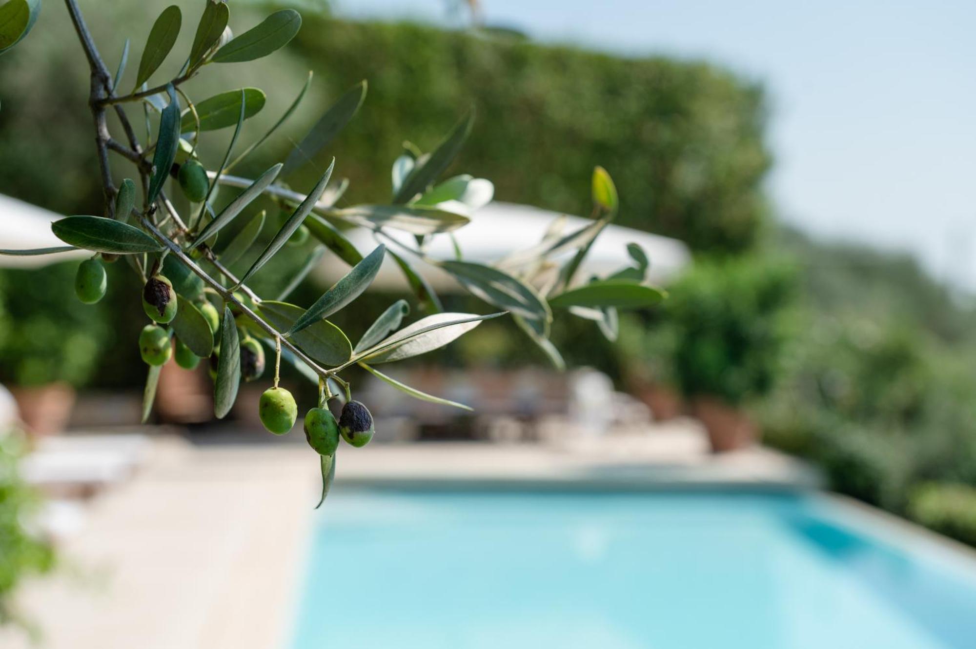 Villa Eden Forte Dei Marmi With Private Infinity Pool Santa Lucia  Exterior foto